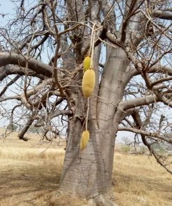 Hand-Made Accessories Mama Trade : Baobab Oil - 100% Pure, Wild Harvested. Unfiltered And Undiluted.
