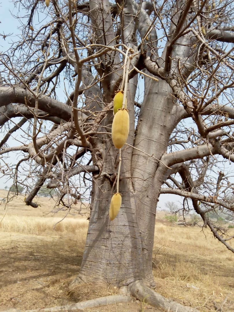 Hand-Made Accessories Mama Trade : Baobab Oil - 100% Pure, Wild Harvested. Unfiltered And Undiluted.
